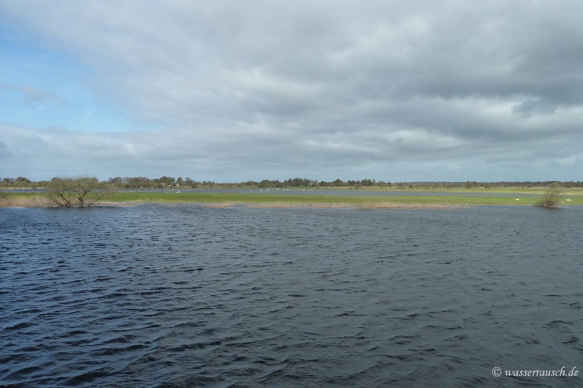 Swans in the Shannon Callows