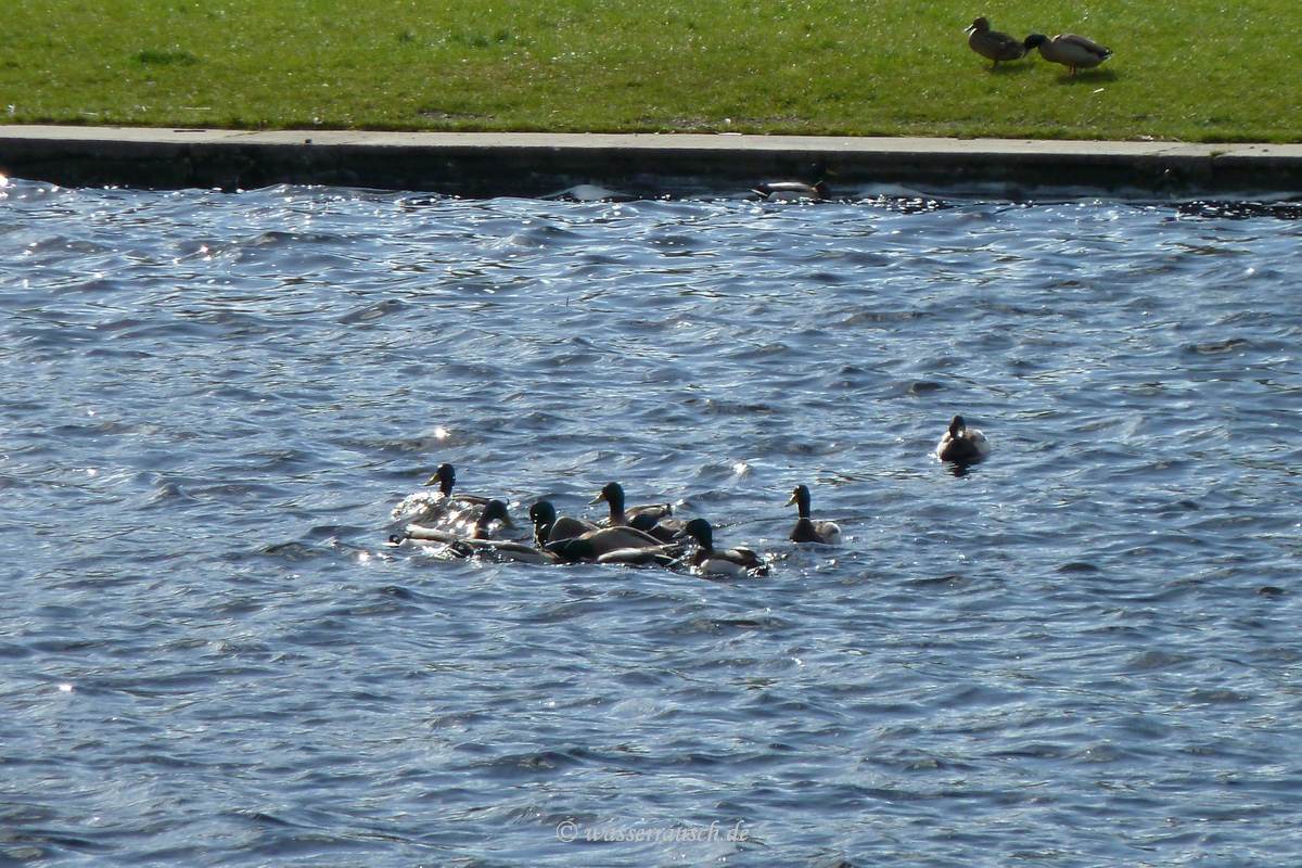 The poor female duck