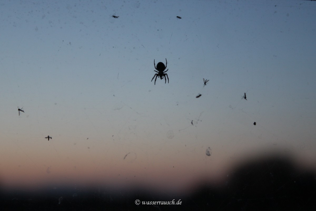 Hardworking Hugo, the spider