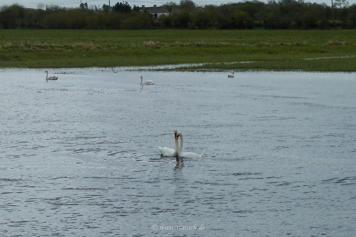 Swans in love