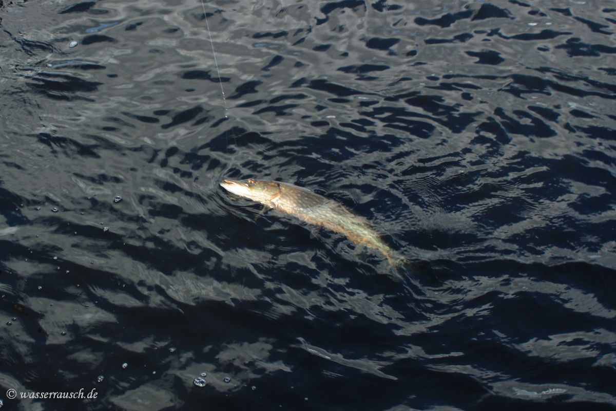 Pike