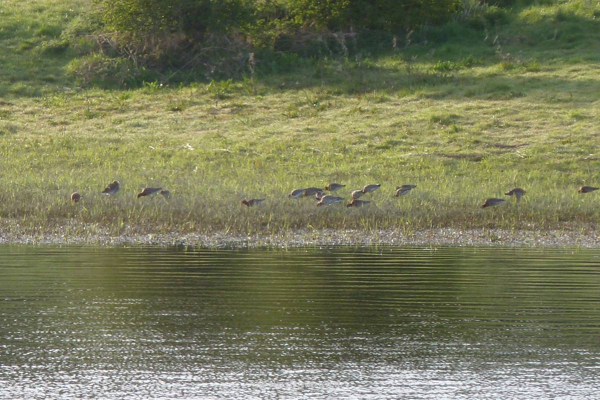Godwits