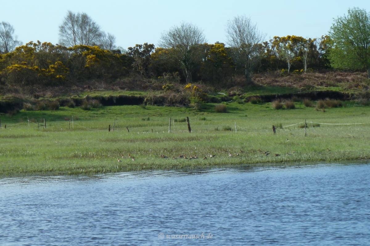 Godwits
