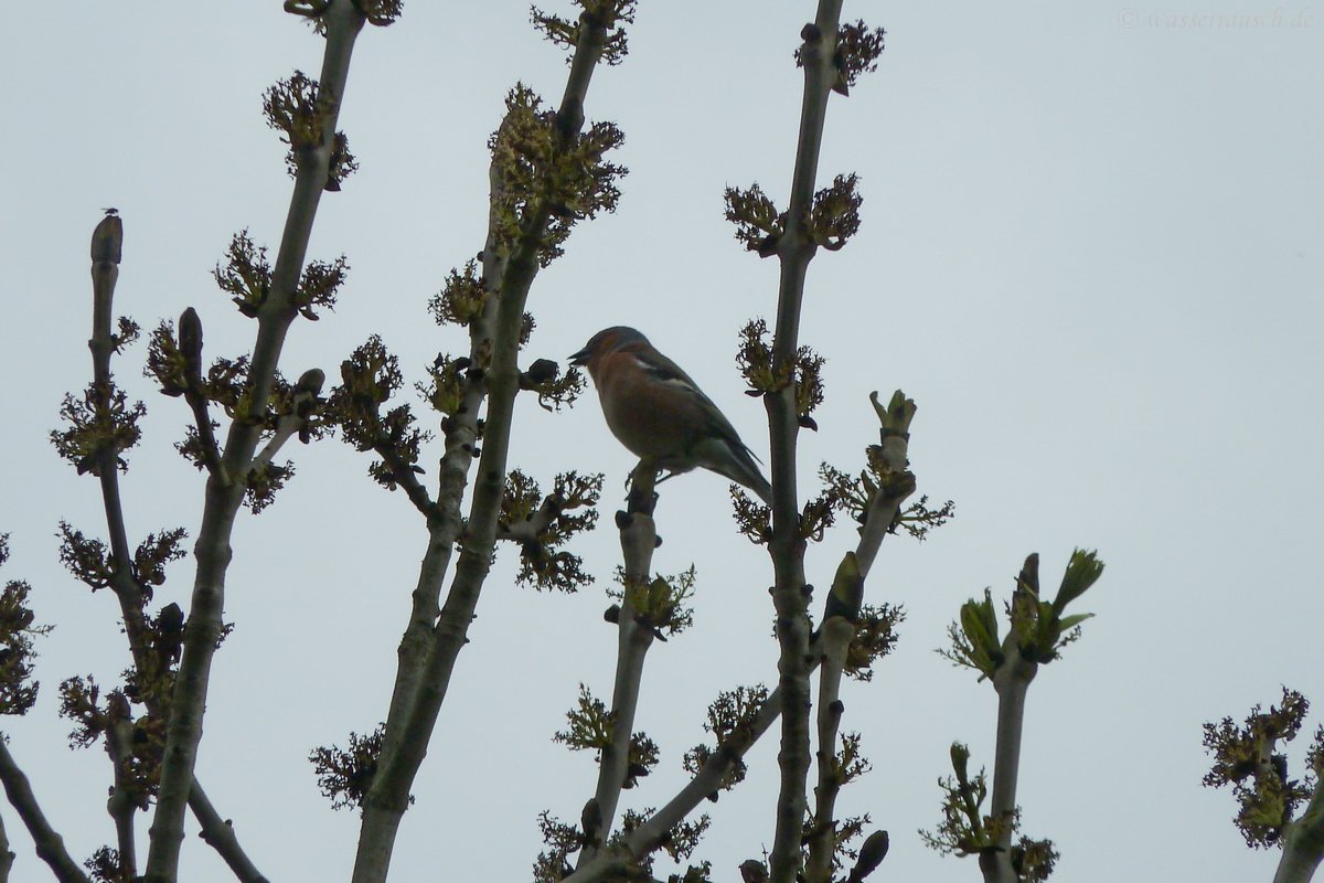 Chaffinch