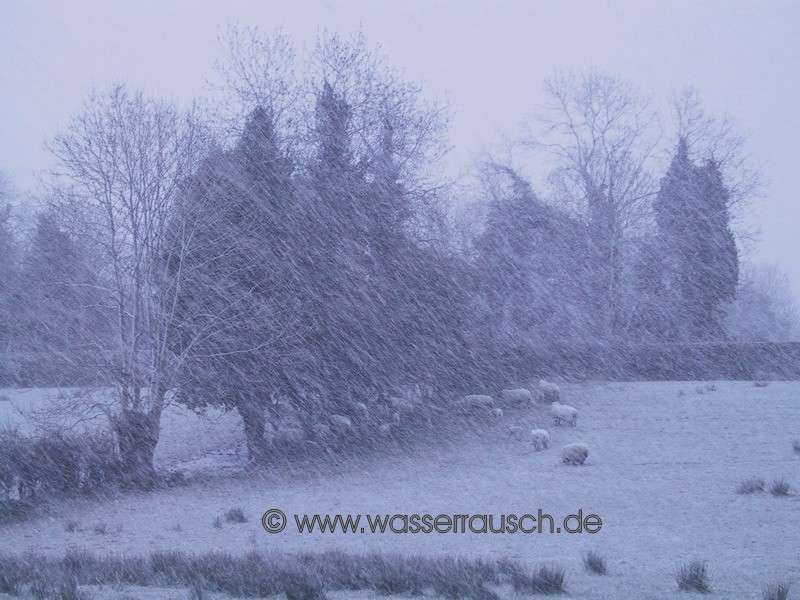 sheeps in snow