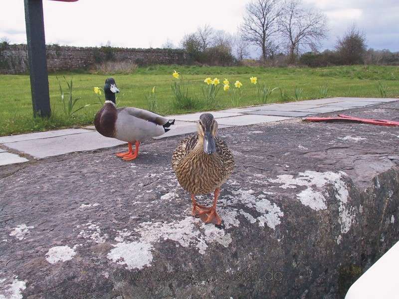 Gerda, the duck