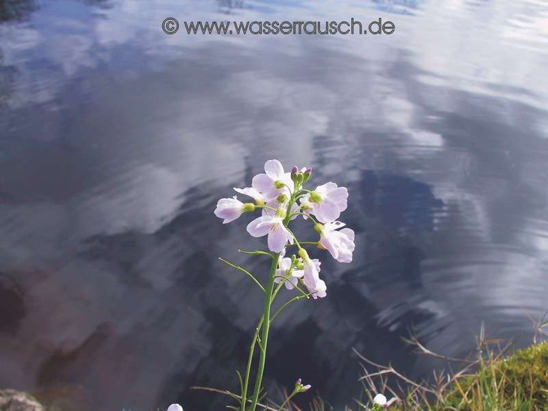 Cuckoo flower