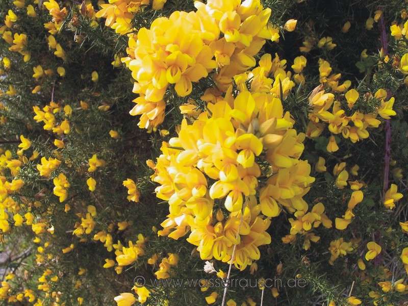 Gorse