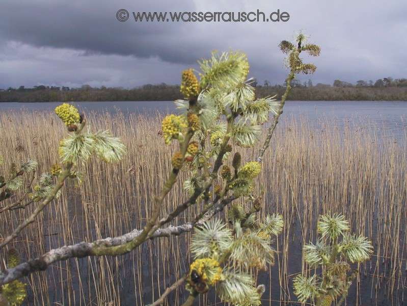 Willow catkin
