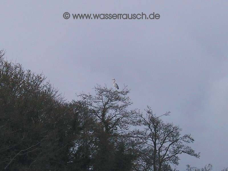 Heron
