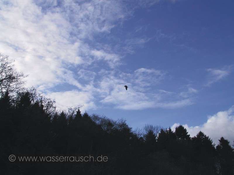 Heron