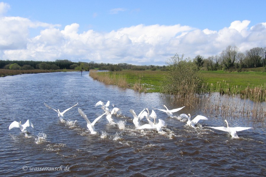 swans