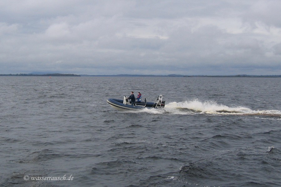 rib