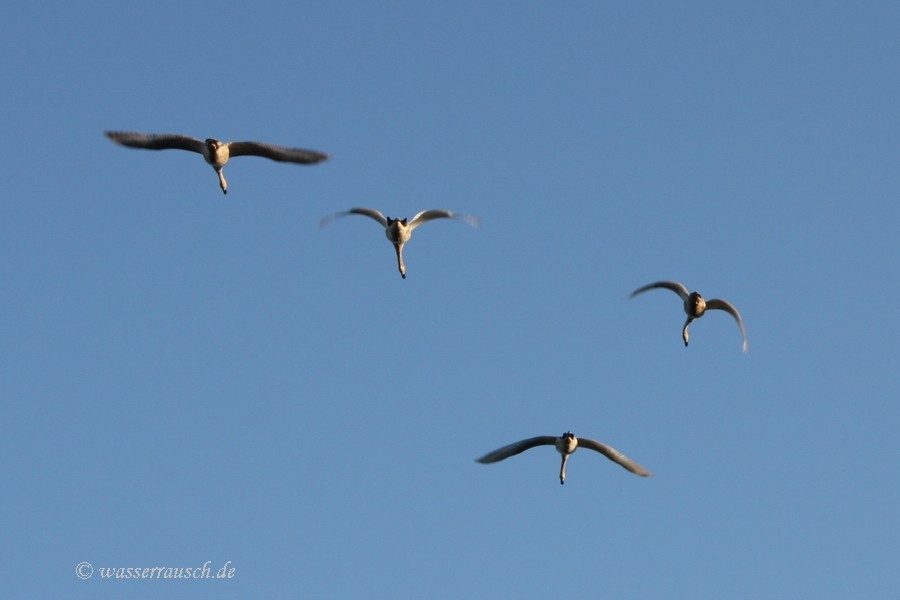 flying swans
