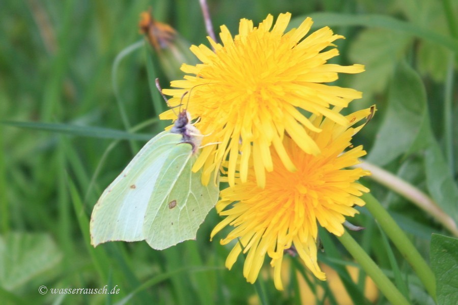 Female Brimstone