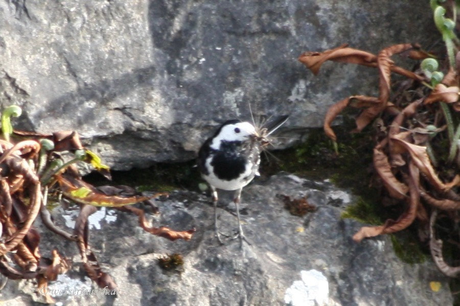 wagtail