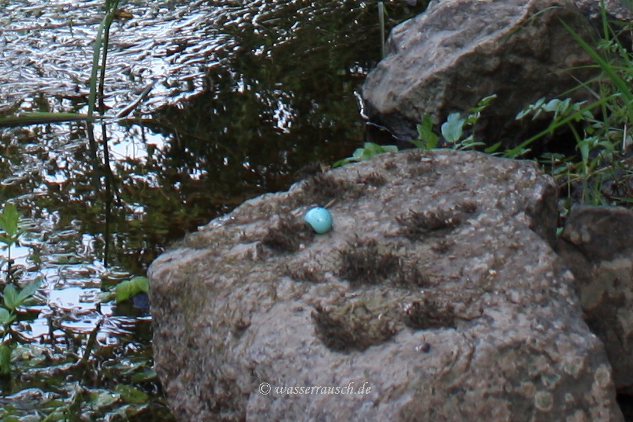 egg