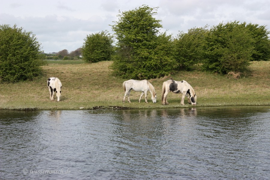 Horses