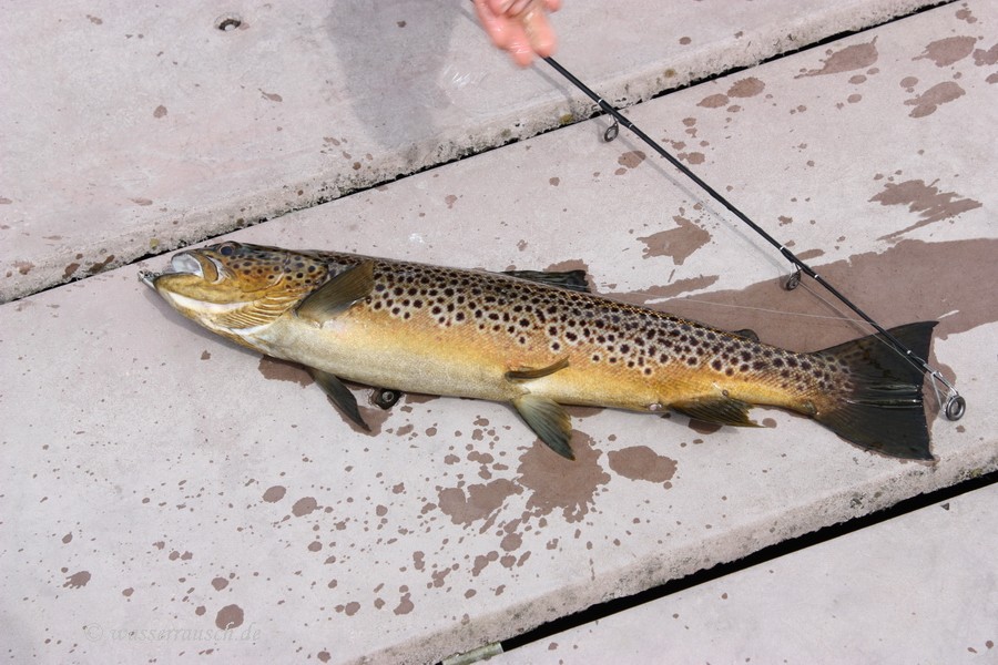 trout