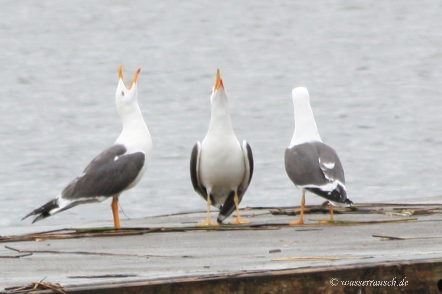 Common Gulls