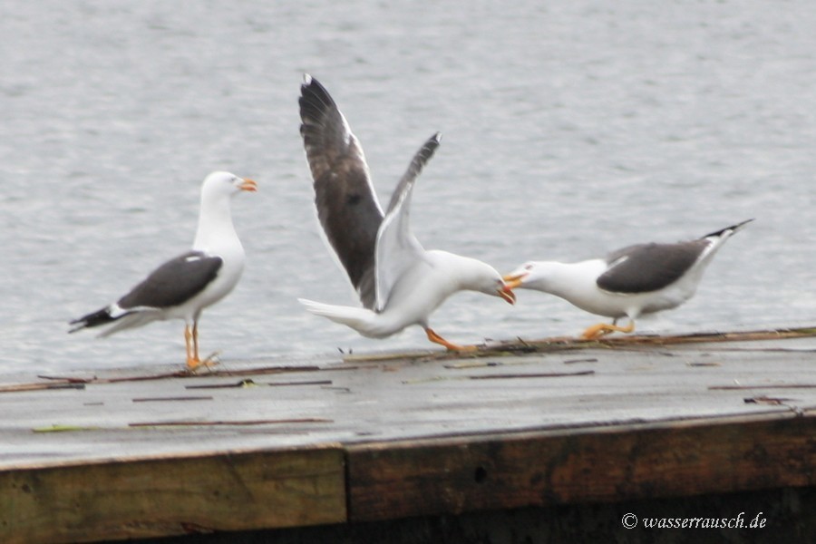 Common Gulls