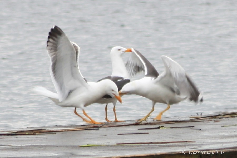 Common Gulls