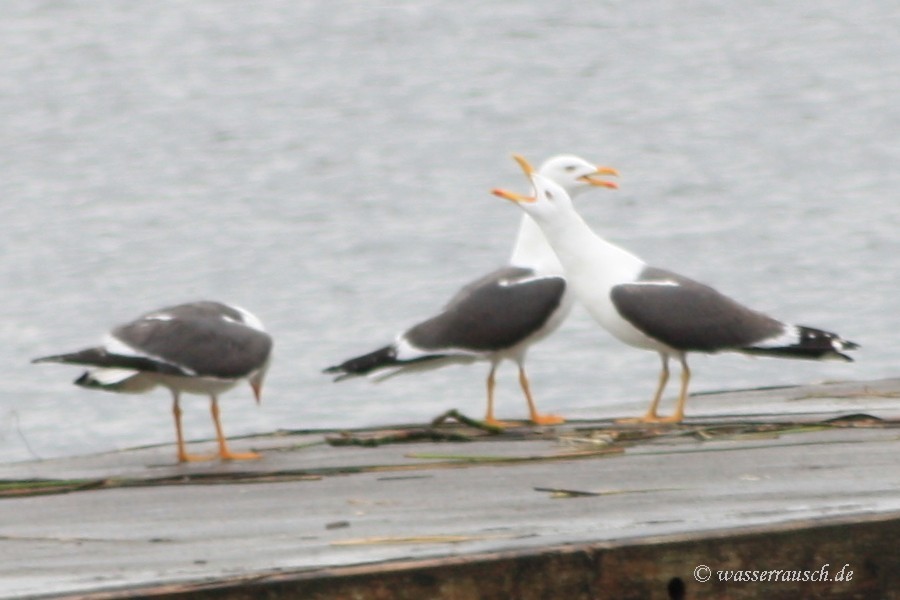 Common Gulls