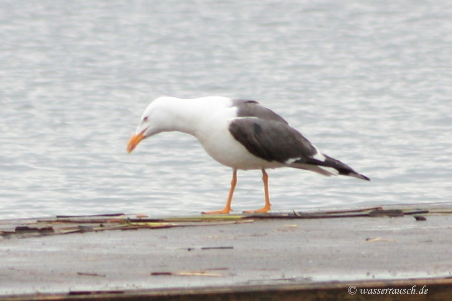 Common Gull