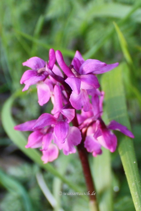 orchid