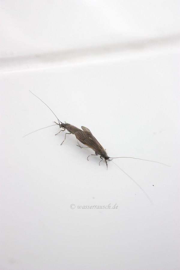 stone flies