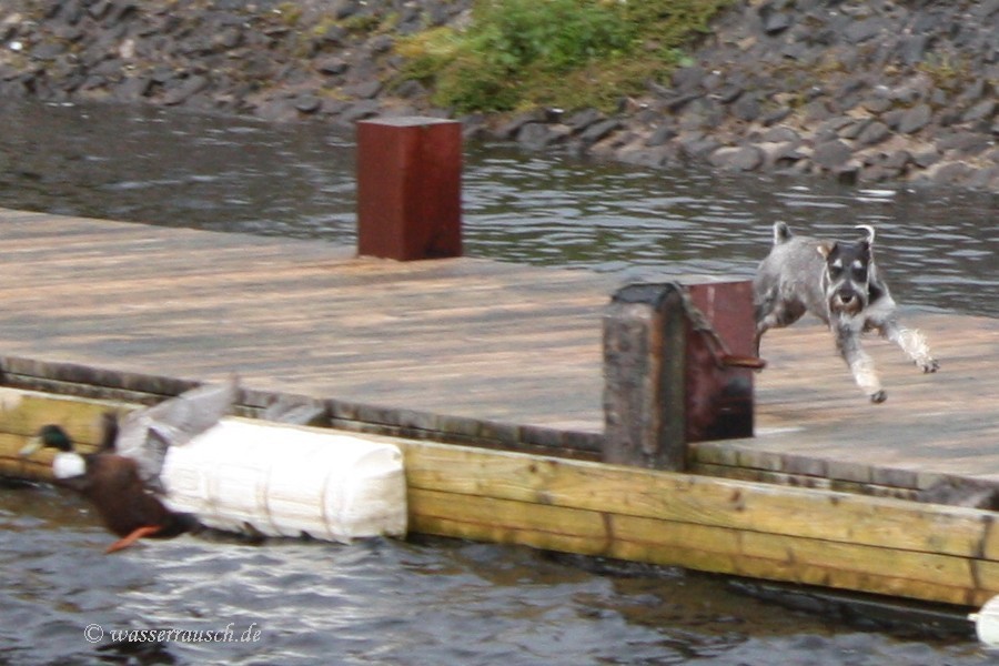 dog and ducks