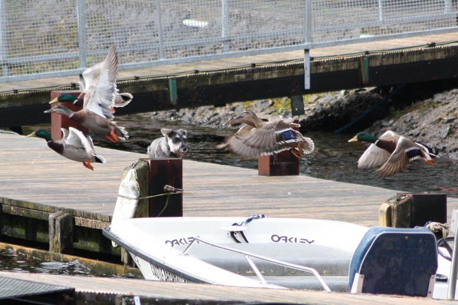 dog and ducks