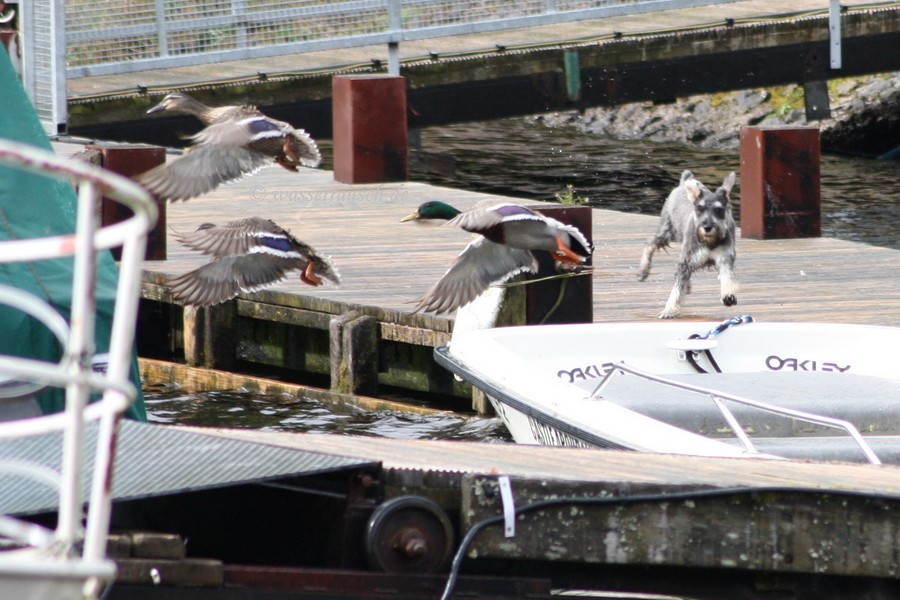 dog and ducks