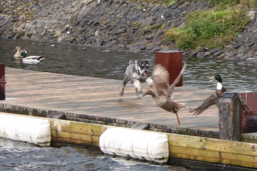 dog and ducks