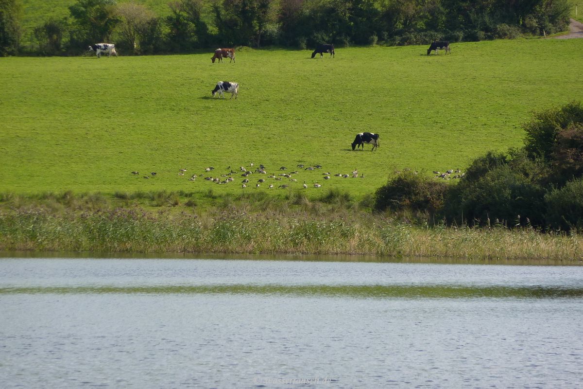 Geese