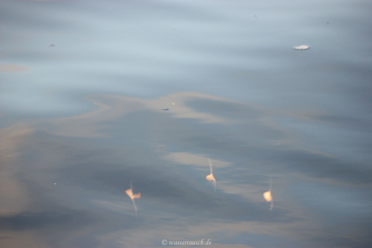 Stone Flies