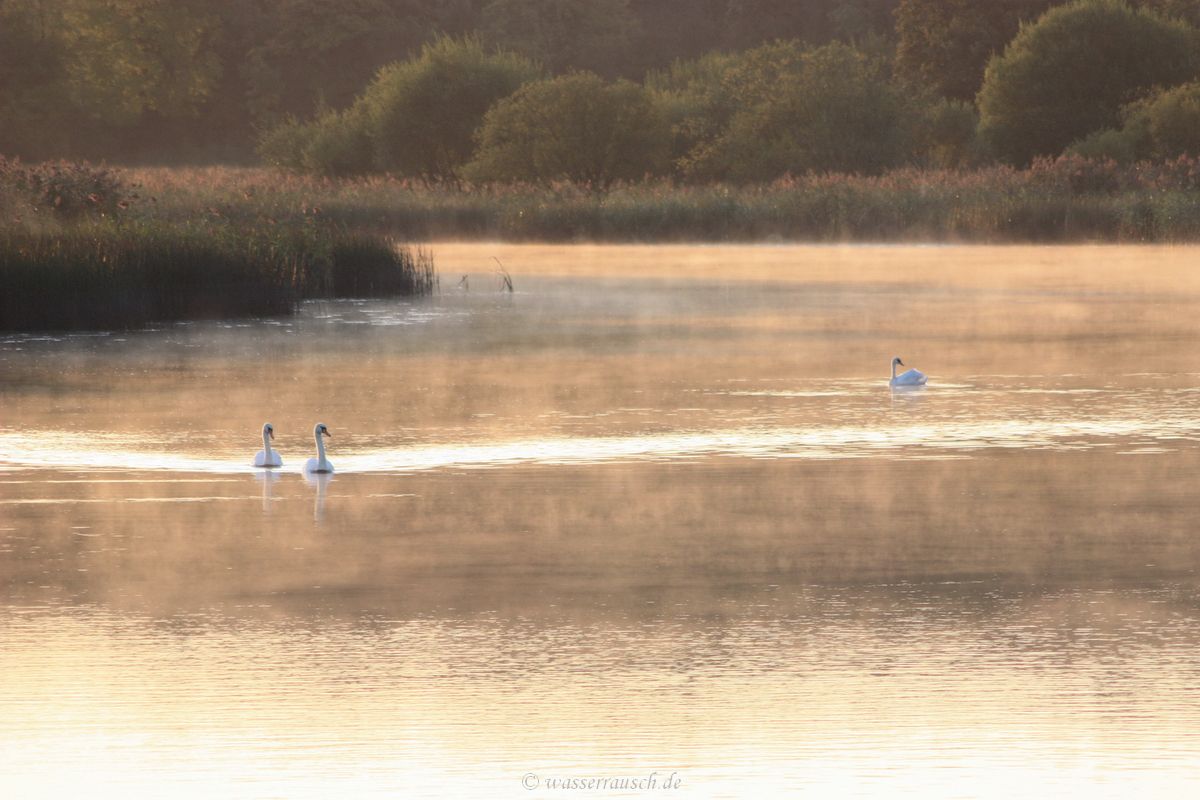 Swans on the Erne