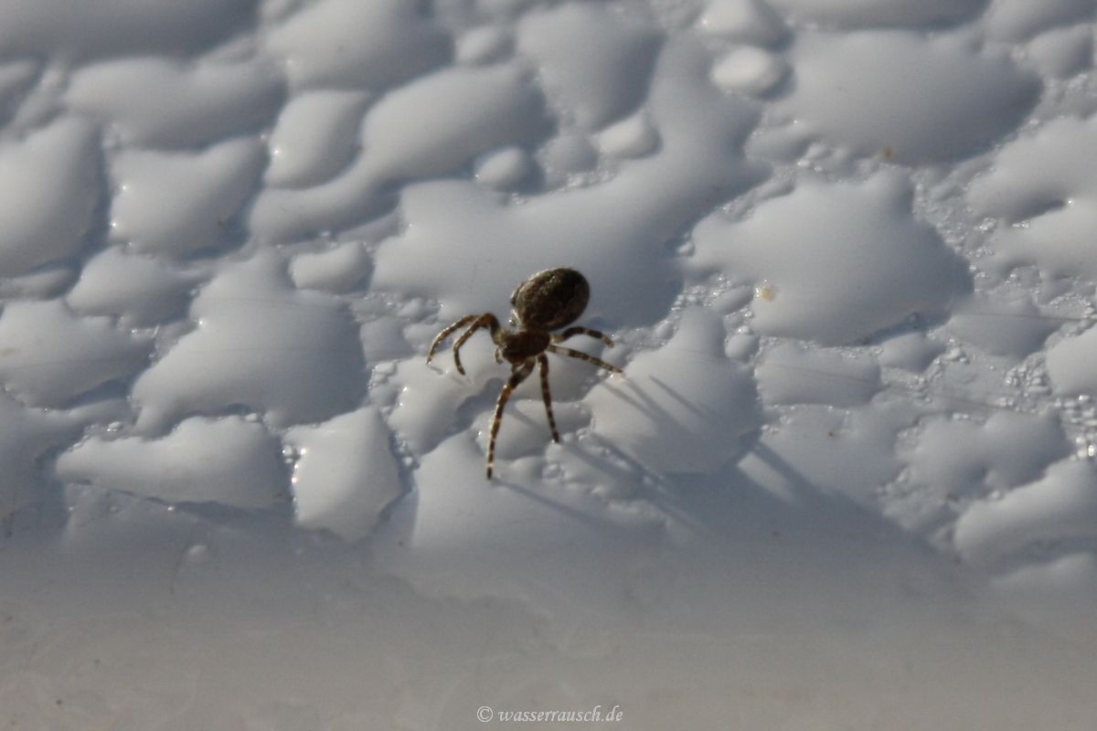 Spider on the boat