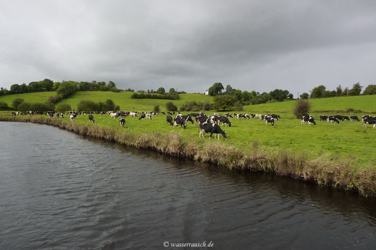 Cows