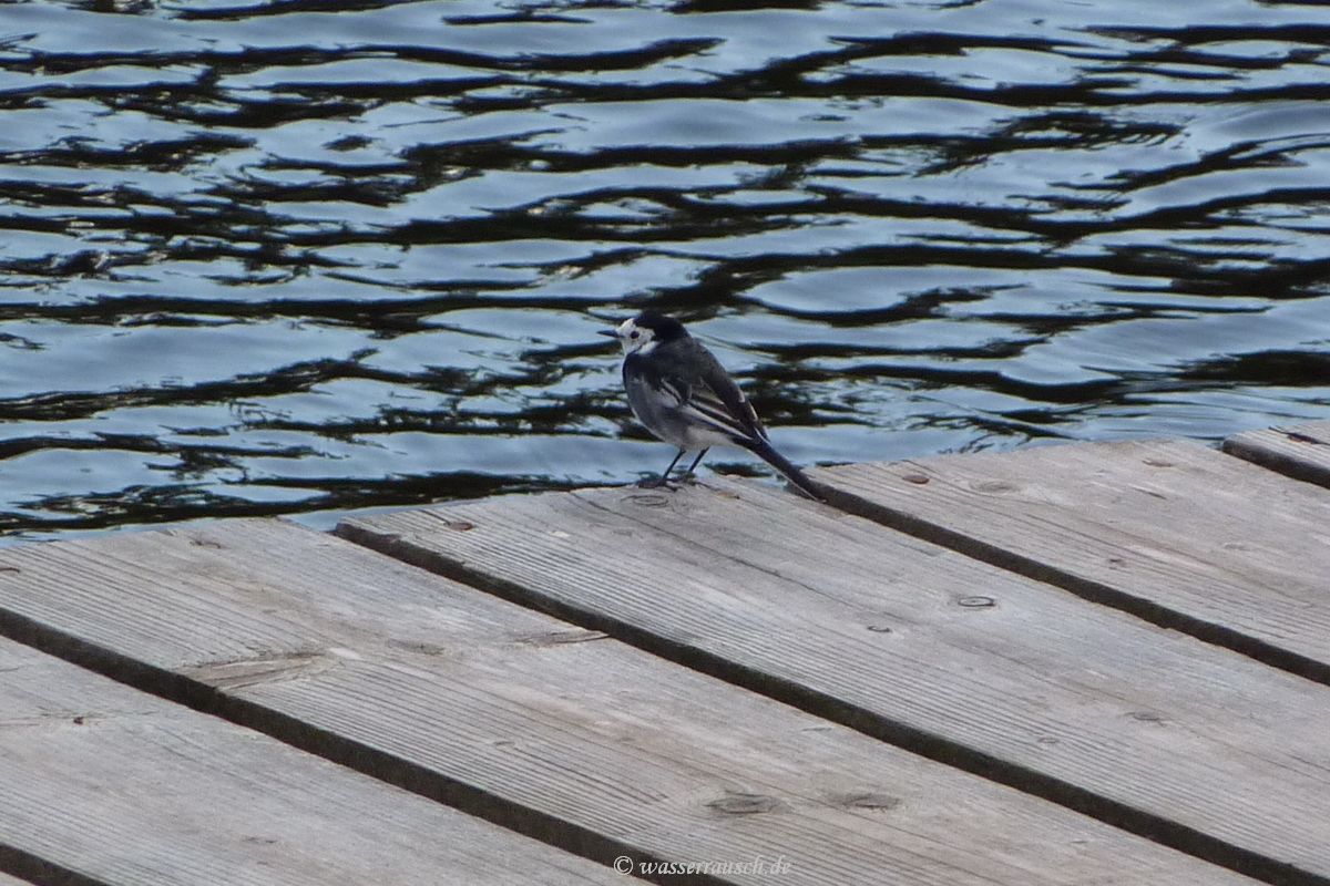 White wagtail