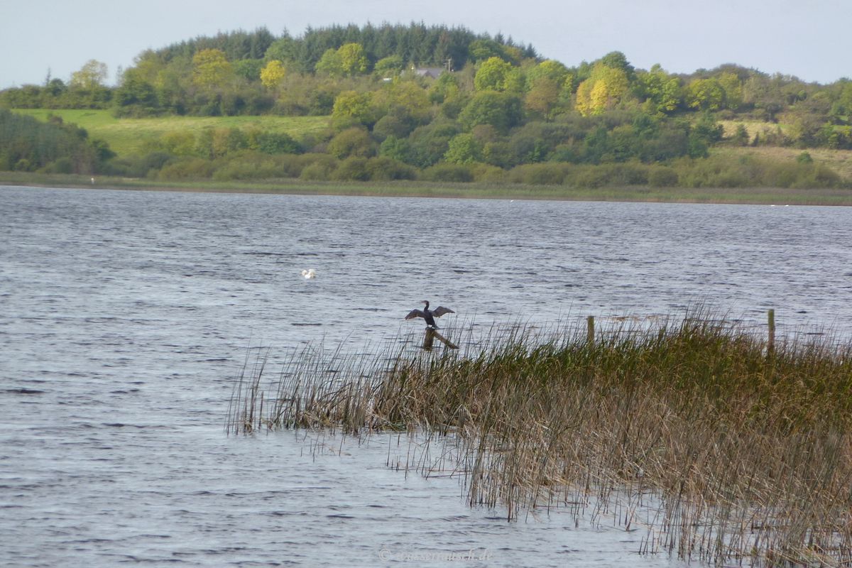 Cormorant