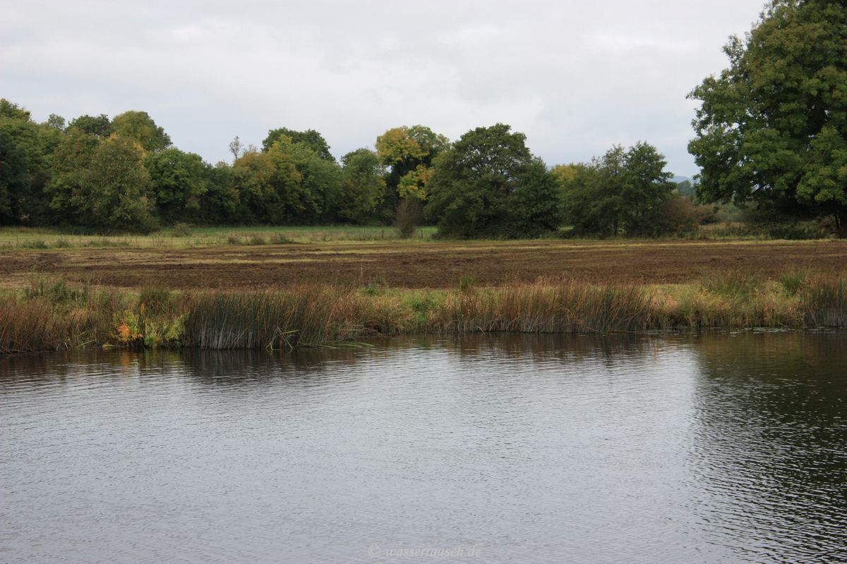 Brown meadow