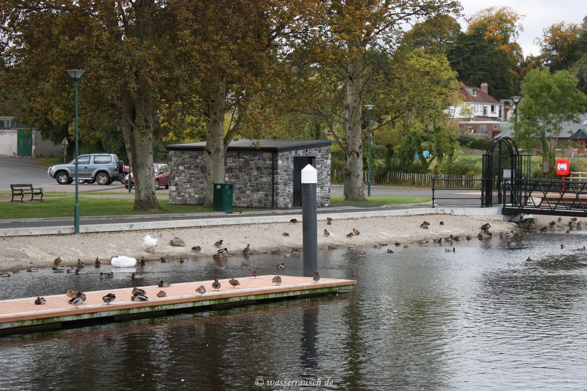 Ducks at Round O