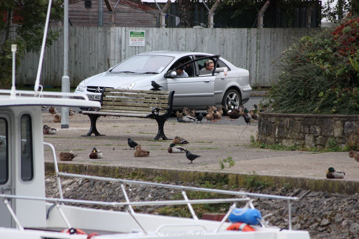 Feeding the ducks