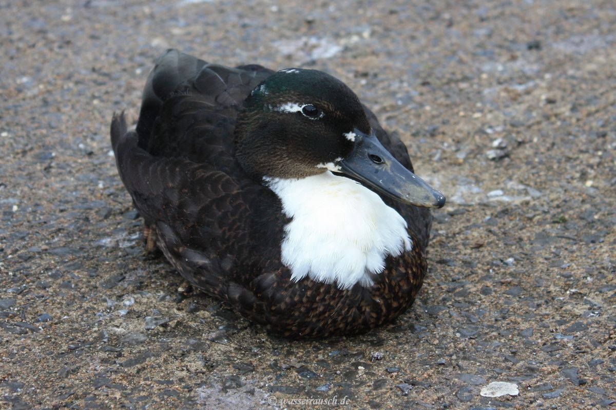 Duck