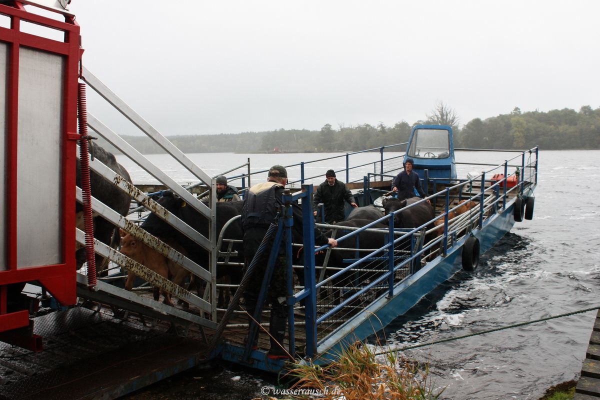 Cattle ferry of RSPB